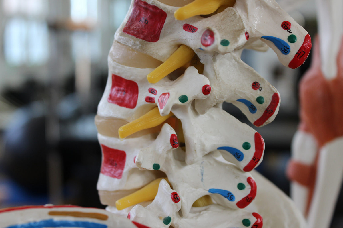Anatomical lumbar spine model showing the facet (zygapophyseal) joints